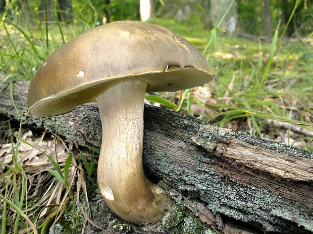 hríb bronzový Boletus aereus Bull. ex Fr.