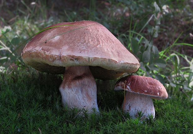 hríb smrekový Boletus edulis Bull.