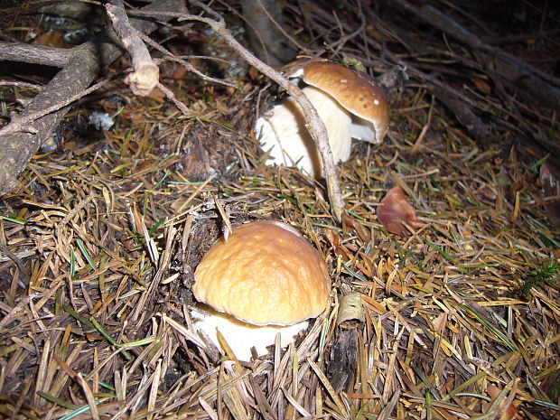 hríb smrekový Boletus edulis Bull.