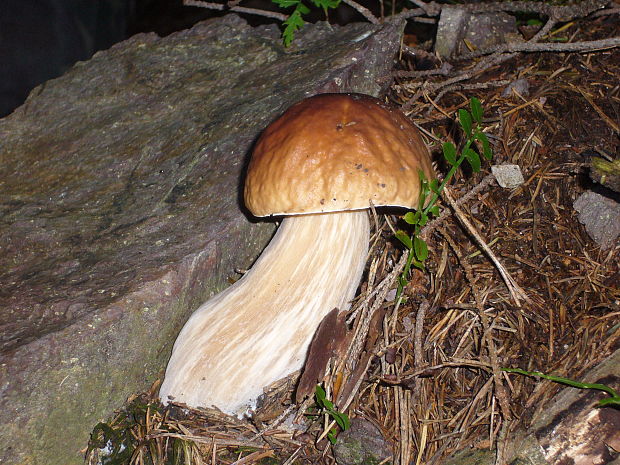 hríb smrekový Boletus edulis Bull.