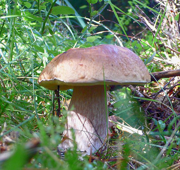 hríb smrekový Boletus edulis Bull.