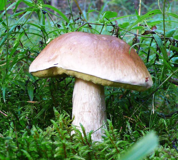 hríb smrekový Boletus edulis Bull.