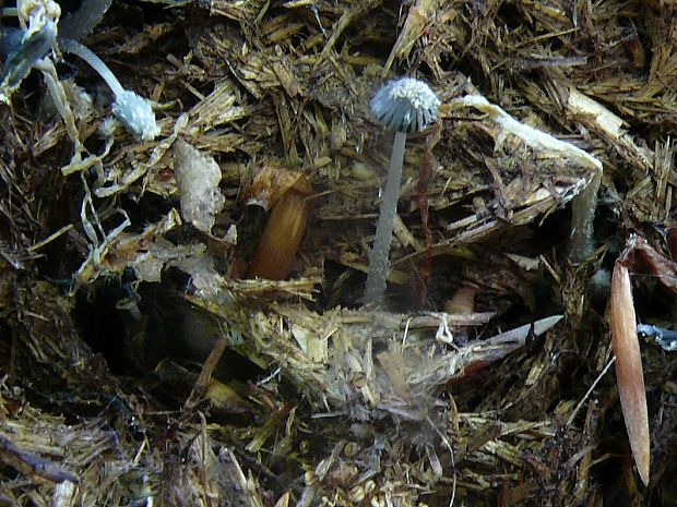 hnojník hviezdičkový Coprinopsis radiata  (Bolton) Redhead, Vilgalys & Moncalvo