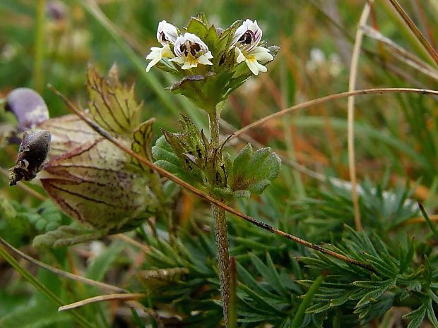 očianka Euphrasia sp.