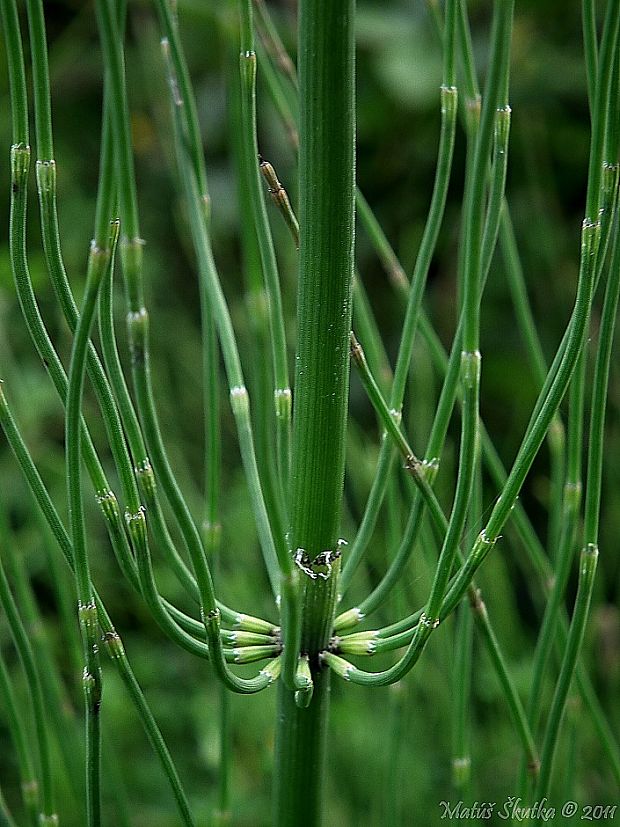 prasličkovka konáristá Hippochaete ramosissima (Desf.) Börner