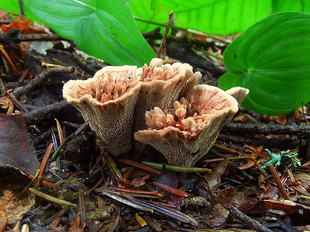 jelenkovka výrastková Hydnellum scrobiculatum (Fr.) P. Karst.