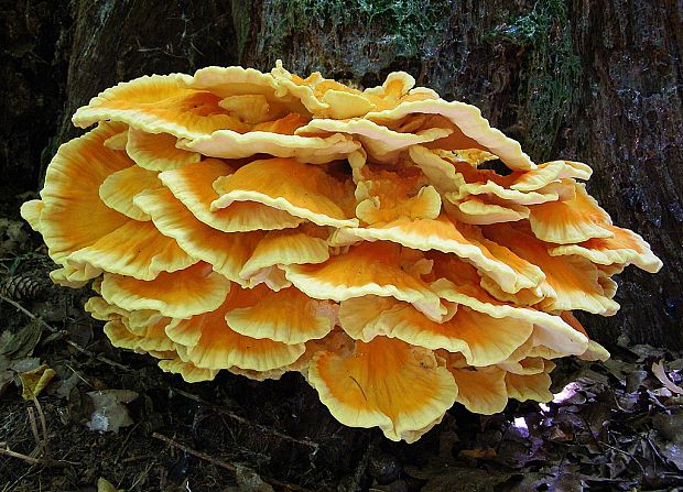 sírovec obyčajný-sírovec žlutooranžový Laetiporus sulphureus (Bull.) Murrill