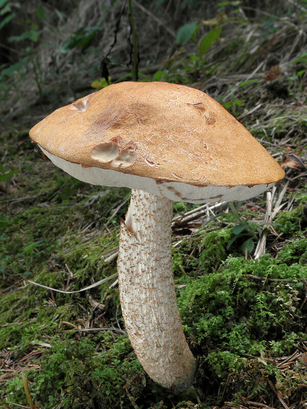 kozák osikový Leccinum albostipitatum den Bakker & Noordel.