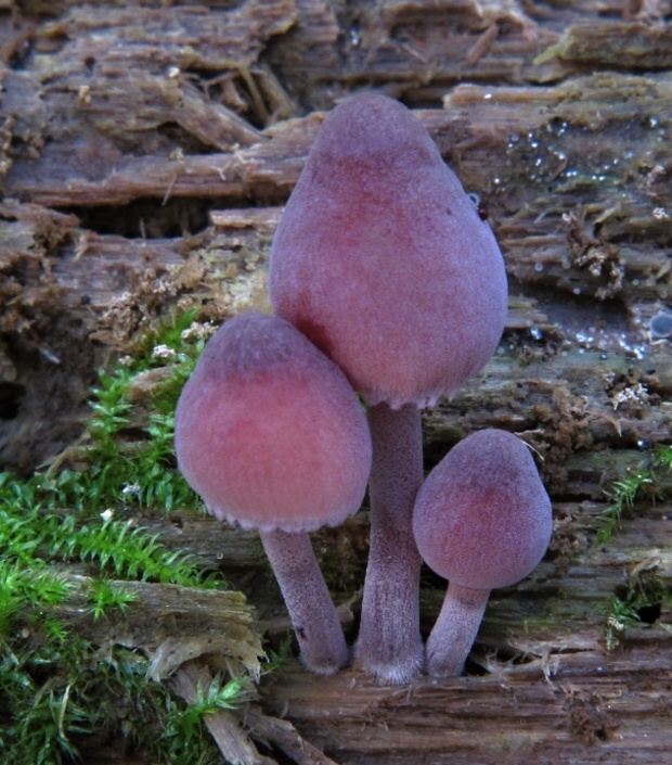 prilbička krvavomliečna Mycena haematopus (Pers.) P. Kumm.