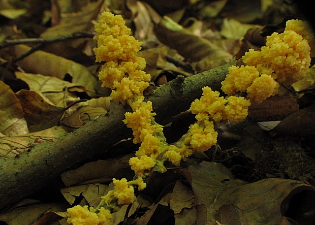 slizovka Myxomycetes