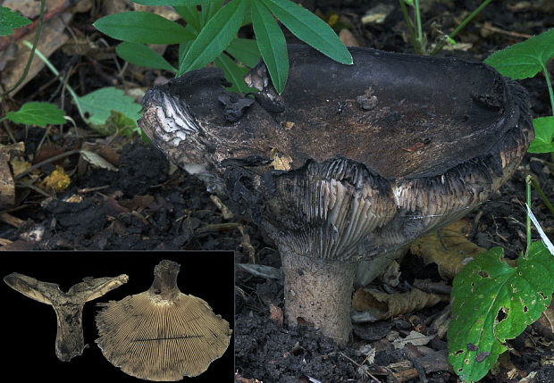 plávka počerná Russula adusta (Pers.) Fr.