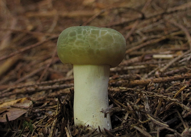 plávka zelenkastá Russula virescens (Schaeff.) Fr.