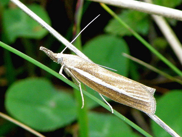 trávovec trávový Agriphila tristella Denis & Schiffermüller, 1775