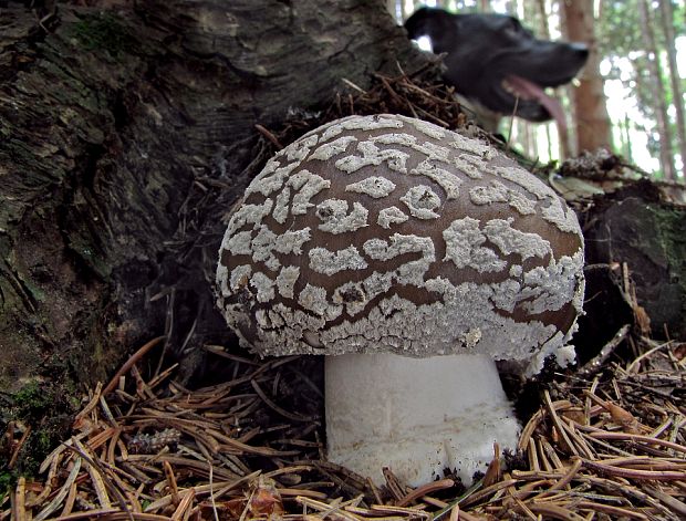 muchotrávka hrubá Amanita excelsa (Fr.) Bertill.