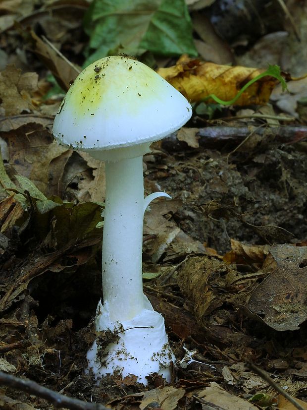 muchotrávka zelená Amanita phalloides (Vaill. ex Fr.) Link