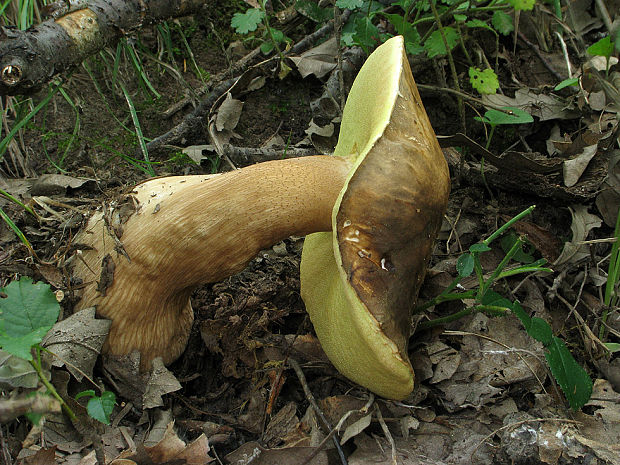 hríb bronzový Boletus aereus Bull. ex Fr.