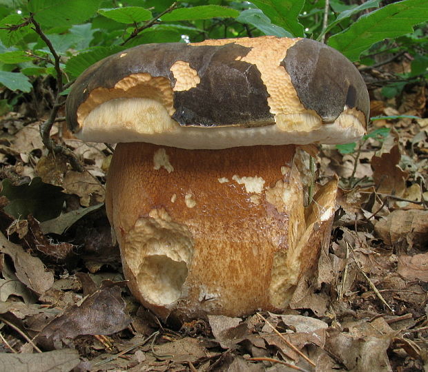 hríb bronzový Boletus aereus Bull. ex Fr.