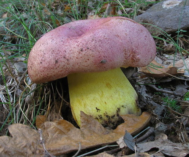 hríb kráľovský Butyriboletus regius (Krombh.) D. Arora & J.L. Frank