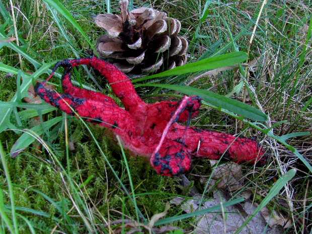 mrežovka kvetovitá Clathrus archeri (Berk.) Dring