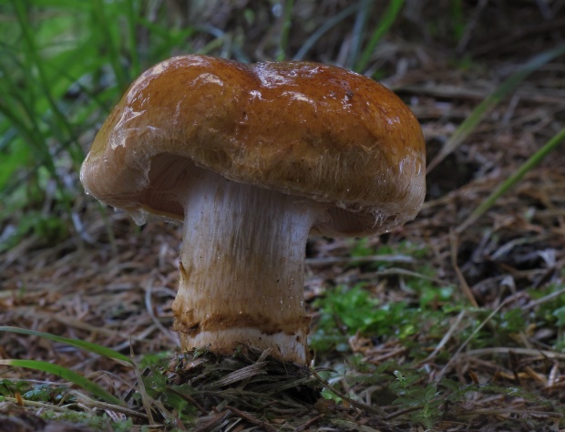 pavučinovec Cortinarius sp.