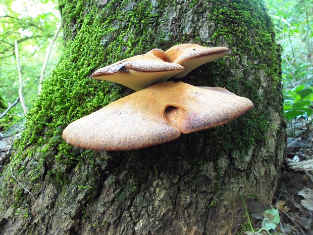 pečeňovec dubový Fistulina hepatica (Schaeff.) With.