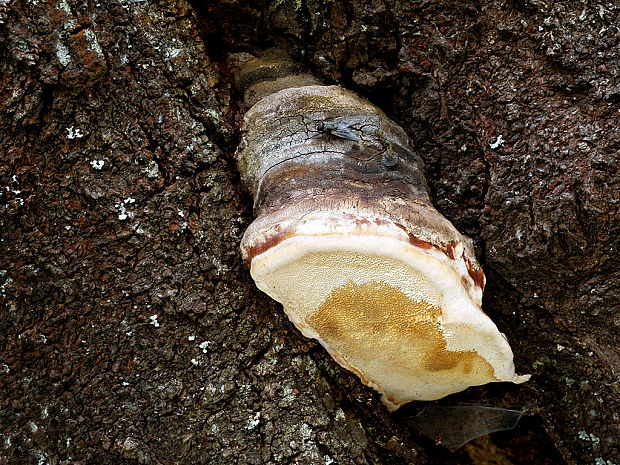 práchnovček pásikavý Fomitopsis pinicola (Sw.) P. Karst.