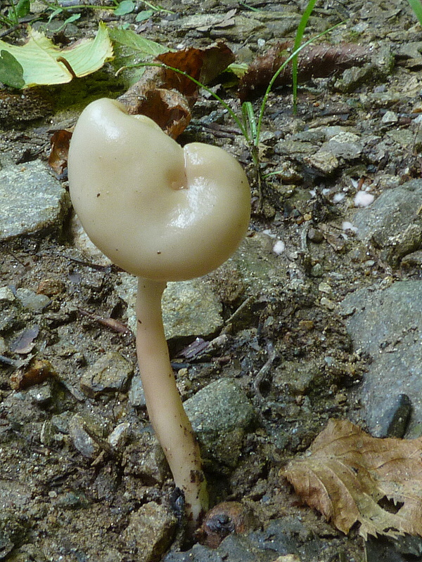 chriapač pružný Helvella elastica Bull.