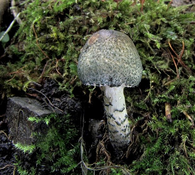 bedlička Grangeova Lepiota grangei (Eyre) Kühner