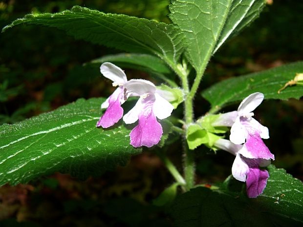 medovník meduňkolistý - medúnka medovkolistá Melittis melissophyllum  L.