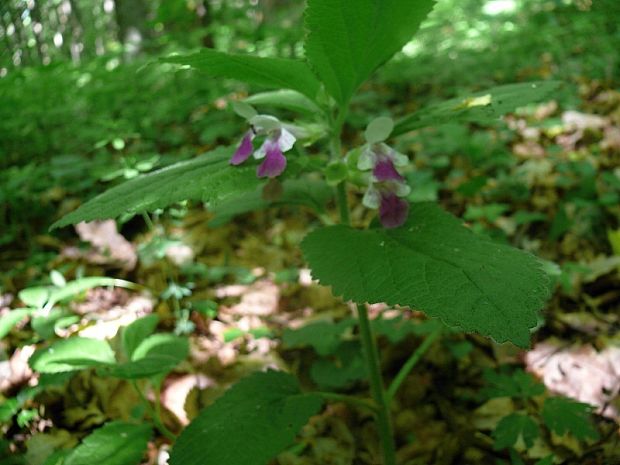 medovník meduňkolistý - medúnka medovkolistá Melittis melissophyllum  L.