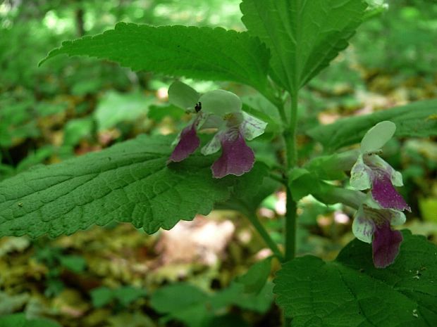 medovník meduňkolistý - medúnka medovkolistá Melittis melissophyllum L.