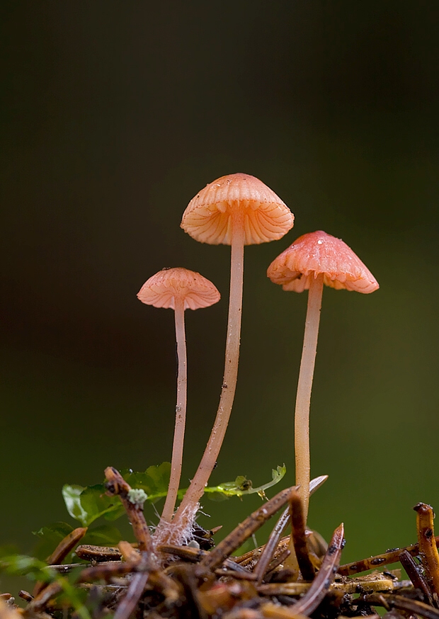 prilbička ružová Mycena rosella (Fr.) P. Kumm.