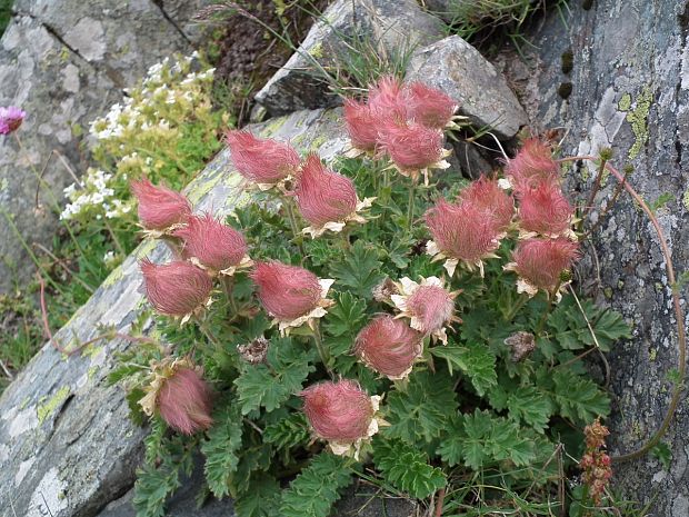 kuklička plazivá Novosieversia reptans (L.) Golubkova