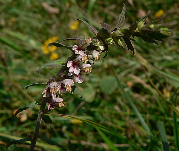 zdravienok neskorý Odontites vulgaris Moench