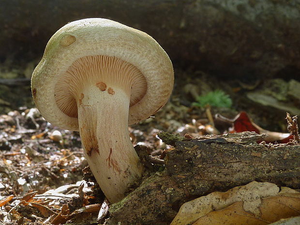 čechračka podvinutá Paxillus involutus (Batsch) Fr.