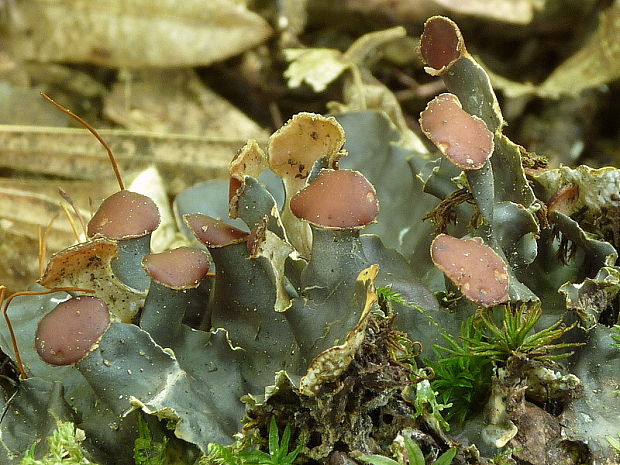 štítnatec Peltigera sp.