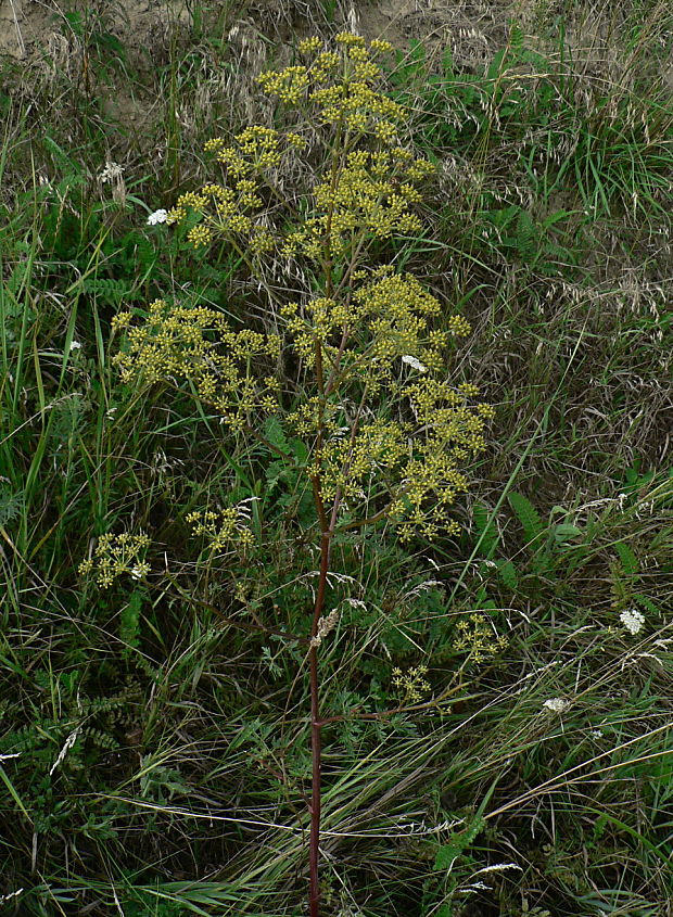 smldník alsaský Peucedanum alsaticum L.