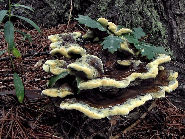 hnedák Schweinitzov Phaeolus schweinitzii (Fr.) Pat.