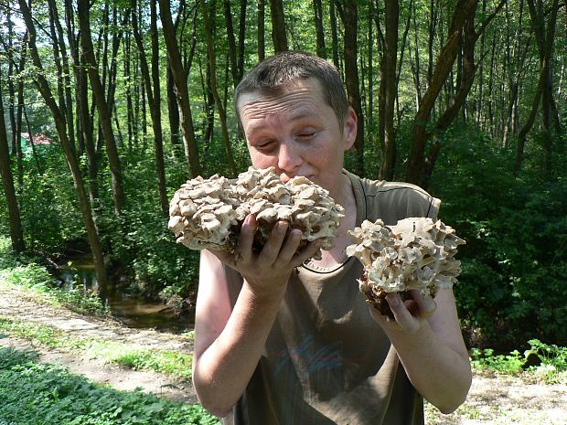 trúdnik klobúčkatý Polyporus umbellatus (Pers.) Fr.