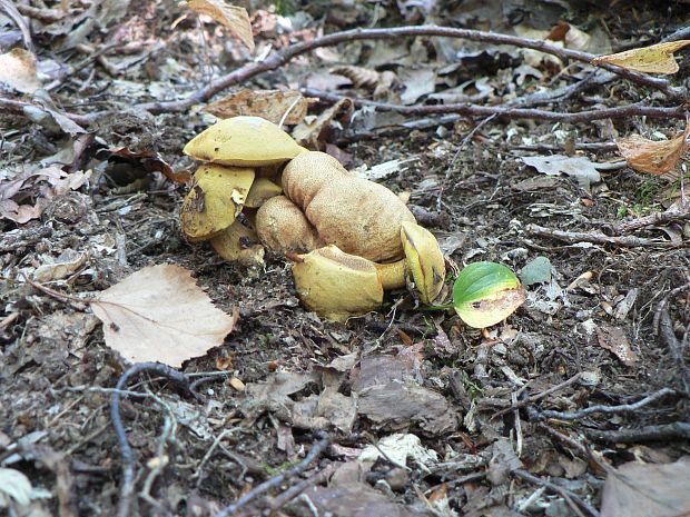 suchohríb cudzopasný Pseudoboletus parasiticus (Bull.) Šutara