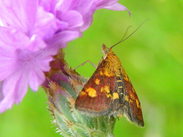 vijačka zlatoškvrnná  Pyrausta aurata (Scopoli, 1763)