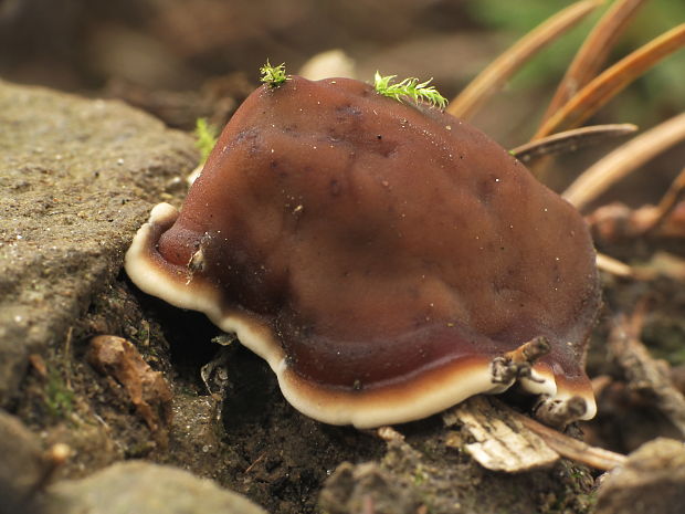 rizinka zvlnená Rhizina undulata Fr.