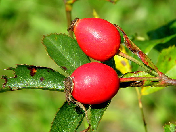 ruža šípová Rosa canina L.