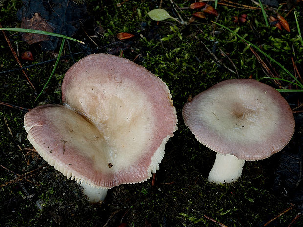 plávka rôznofarebná Russula versicolor Jul. Schäff.