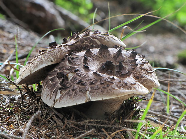 jelenkovec škridlicovitý Sarcodon imbricatus (L.) P. Karst.