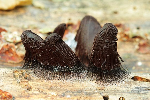 pazderka Stemonitis sp.