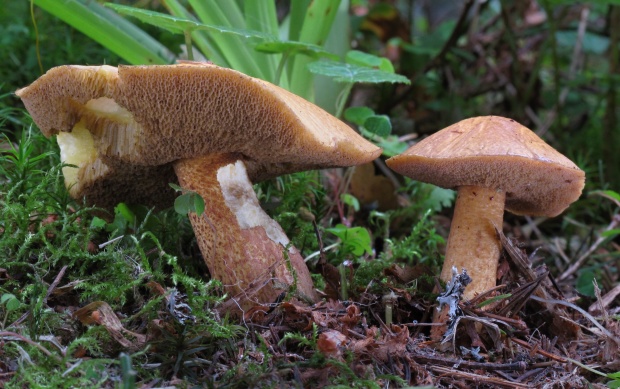 masliak limbový Suillus plorans (Rolland) Kuntze