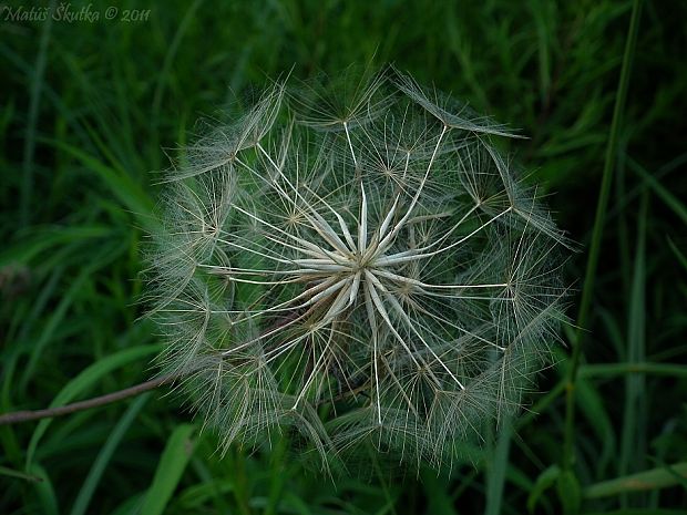 kozobrada východná Tragopogon orientalis L.