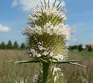 štetka lesná - štětka planá