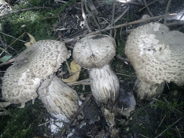 pečiarka trsovitá Agaricus bohusii Bon